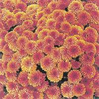 Chrysanthemum - listopadka