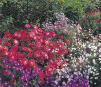 Chrysanthemum - listopadka