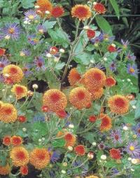 Chrysanthemum - listopadka