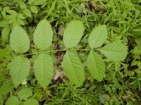 Fraxinus excelsior - jasan ztepilý