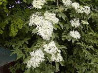 Sambucus nigra - bez černý