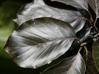 Fagus sylvatica - buk lesní