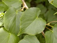 Tilia cordata - lípa malolistá