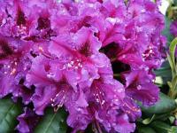 Rhododendron hybridum 'Azurro' - pěnišník velkokvětý