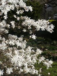 Magnolia stellata - šácholan hvězdnatý