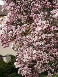Magnolia x soulangiana - šácholan Soulangeův