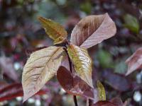 Prunus cerasifera 'Pissardii' - myrobalán třešňový
