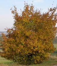 Acer campestre - javor babyka