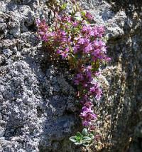 Thymus vulgaris - tymián obecný