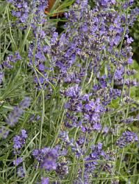 Lavandula angustifolia - levandule lékařská