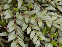 Euonymus japonicus - brslen japonský