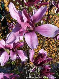 Magnolia liliiflora 'Nigra Select' - šácholan liliokvětý