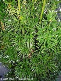 Taxus baccata 'Fastigiata' - tis červený