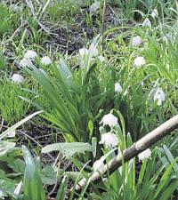 Leucojum vernum - bledule jarní