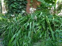 Crinum x powellii 'Album' - křín Powellův