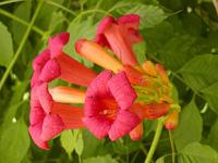 Campsis radicans - trubač kořenující