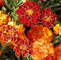 Tagetes patula - aksamitník rozkladitý