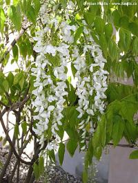 Wisteria floribunda 'Alba' - vistárie květnatá