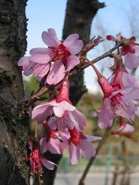 Prunus campanulata 'Okame' - okrasná třešeň