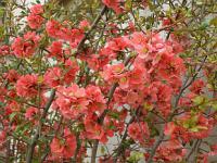 Chaenomeles japonica - kdoulovec japonský