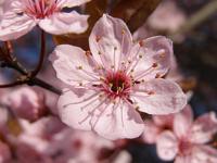 Prunus cerasifera 'Nigra' - myrobalán třešňový