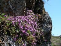 Thymus vulgaris - mateřídouška obecná, tymián