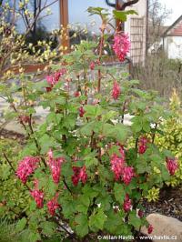 Ribes sanguineum 'King Edward VII' - meruzalka krvavá