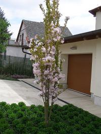 Prunus serrulata 'Amanogawa' - višeň pilovitá, sakura