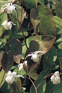 Epimedium x youngianum 'Niveum' - škornice Youngova (READERS DIGEST VÝBĚR)