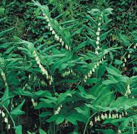 Polygonatum x hybridum - kokořík zahradní