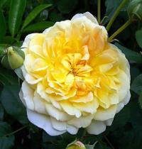 Rosa 'Molineux' - růže Rosa 'Molineux' - růže