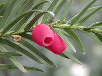 Taxus baccata - tis červený