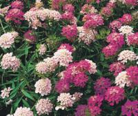 Iberis umbellata 'Fairy' - iberka okoličnatá (READERS DIGEST VÝBĚR)