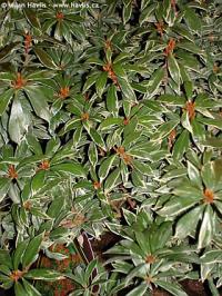 Pieris japonica 'Little Heath' - pieris japonský
