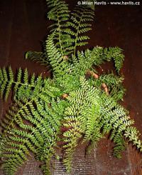 Polystichum setiferum 'Herrenhausen' - kapraď štětinonosná Polystichum setiferum 'Herrenhausen' - kapraď štětinonosná