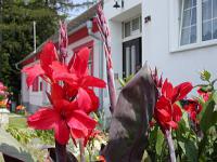 Canna indica - dosna indická