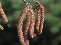 Corylus maxima 'Purpurea' - líska největší
