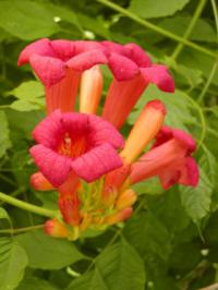 Campsis radicans - trubač kvete na postranních výhonech. [Letní řez popínavých rostlin]