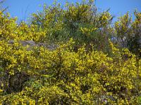 Cytisus scoparius - janovec metlatý