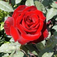 Rosa 'Barcarolle' - růže