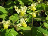 Epimedium x versicolor 'Sulphureum' - škornice