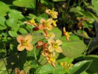 Epimedium × warleyense 'Orange Königin' - škornice