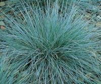 Festuca glauca - kostřava sivá (READERS DIGEST VÝBĚR)