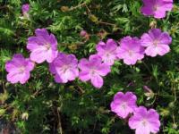 Geranium sanguineum 'Aviemore' - kakost krvavý