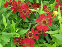 Helenium × hybridum 'Rubinzwerg' - záplevák