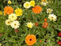 Calendula officinalis - měsíček lékařský