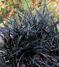 Ophiopogon planiscapus 'Nigrescens' - sedoulek plochostvolý (READERS DIGEST VÝBĚR)