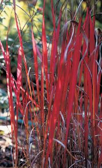 Imperata cylindrica 'Rubra' - lalang válcovitý, imperata válcovitá (READERS DIGEST VÝBĚR)