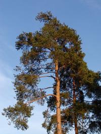 Jehličnany: Pinus - borovice