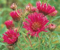Aster novae-angliae 'Andenken an Alma Pötschke' - hvězdnice novoanglická (READERS DIGEST VÝBĚR)
